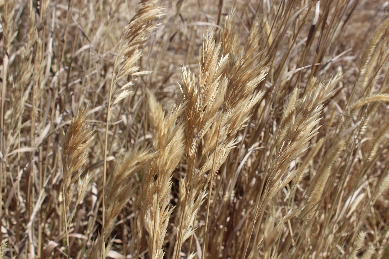 wheat country hay free photo