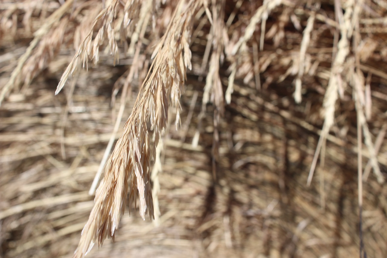 wheat farm agriculture free photo