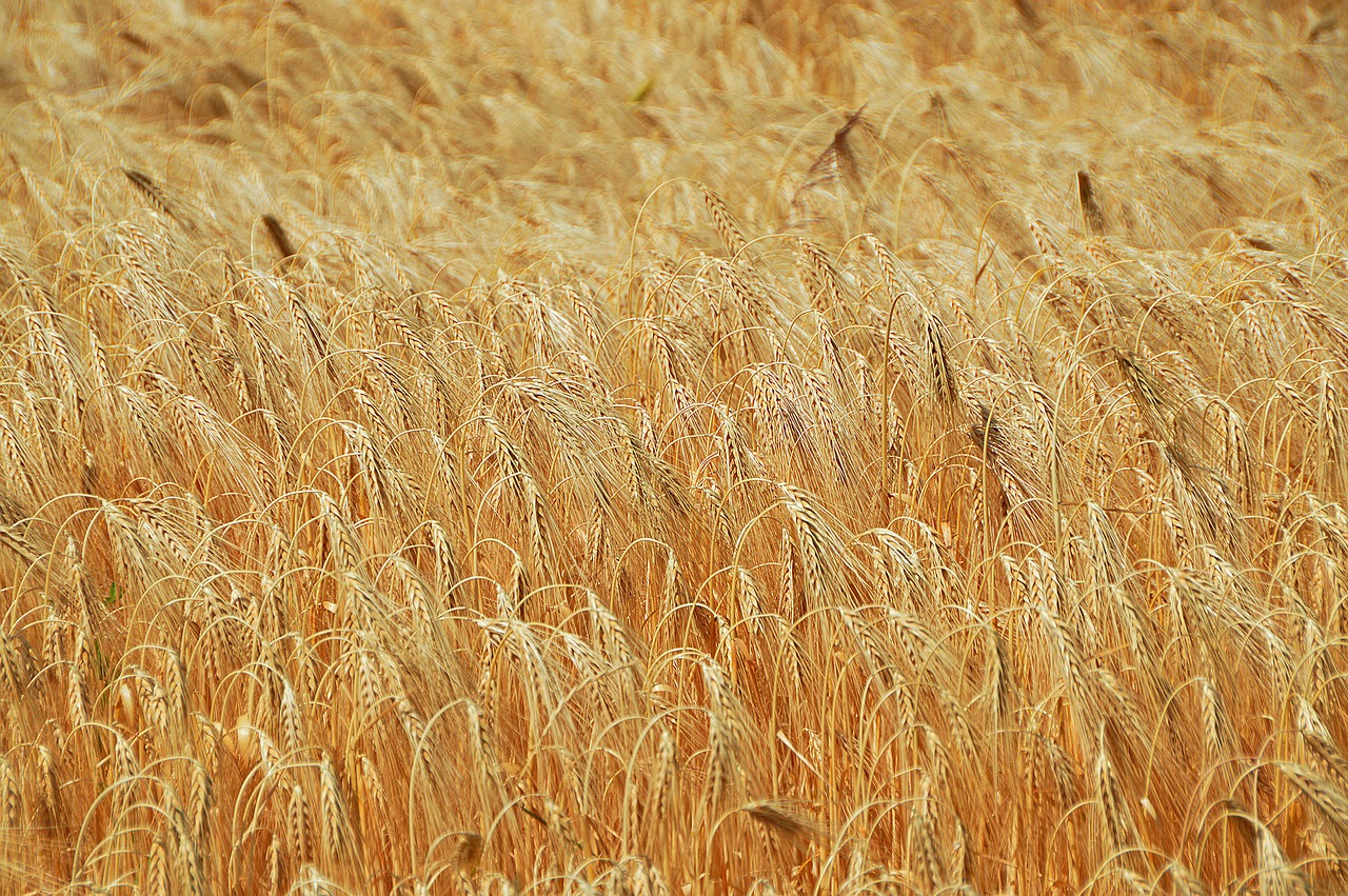 wheat grain wheatfield free photo