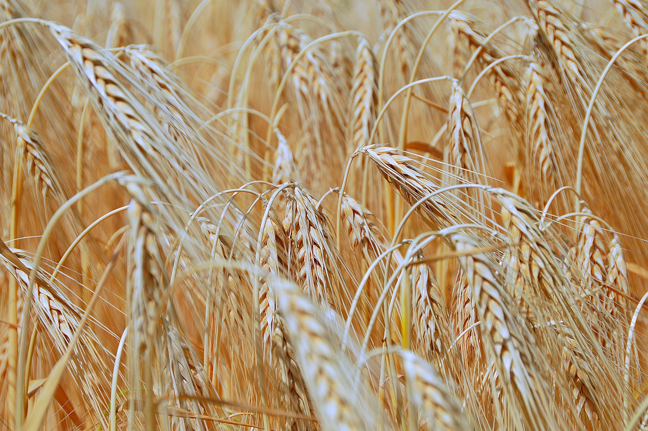 wheat summer harvest free photo