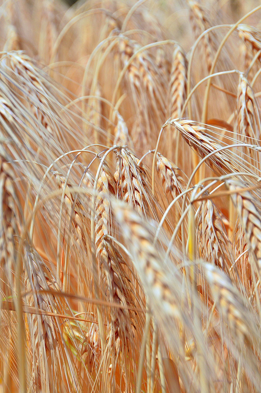 wheat wheatfield summer free photo