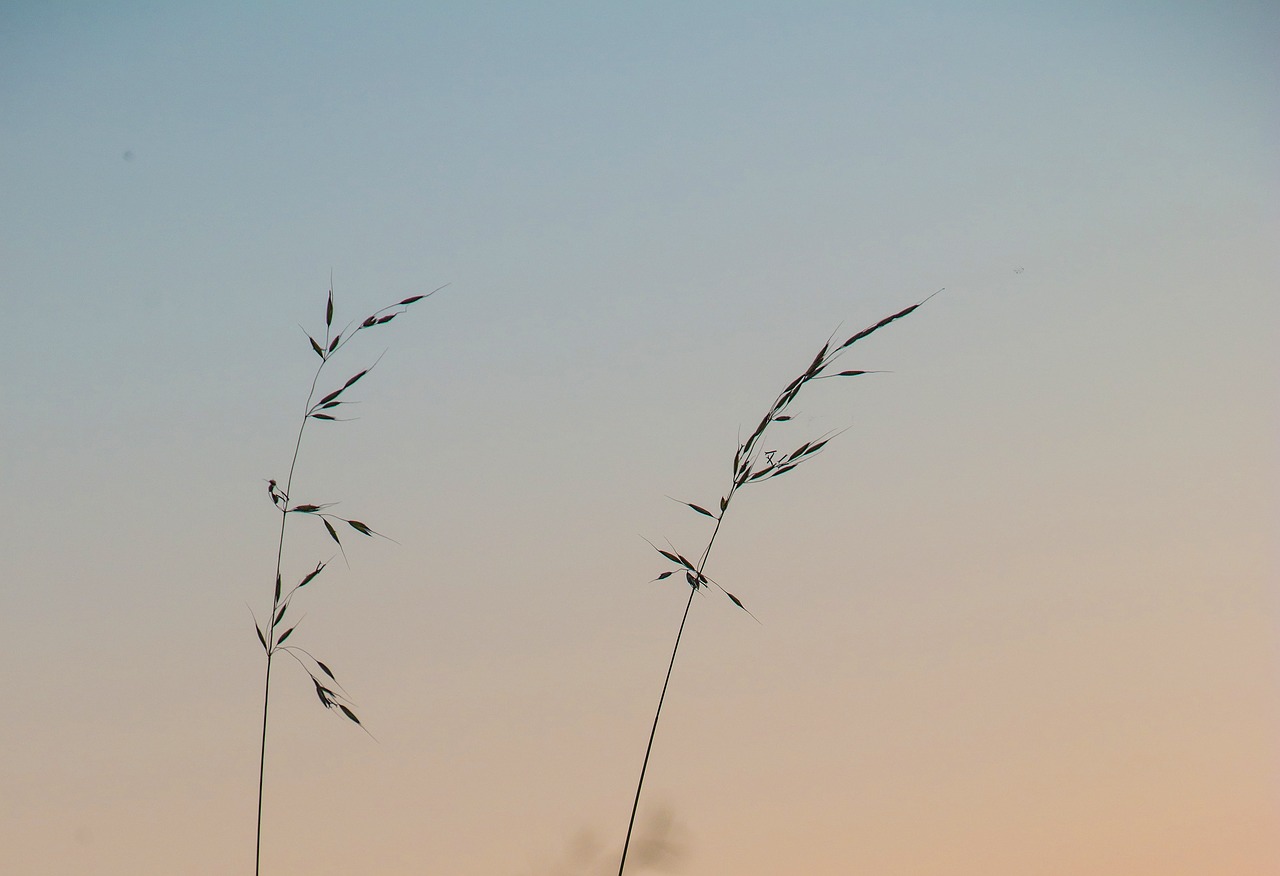 wheat bush field free photo