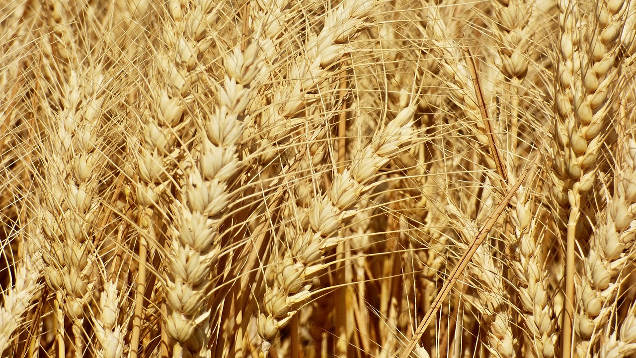 wheat klas the grain free photo