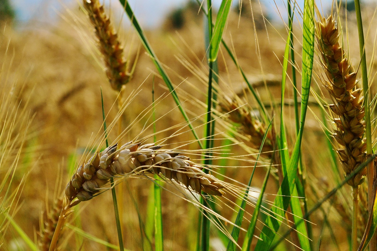 wheat agriculture field free photo