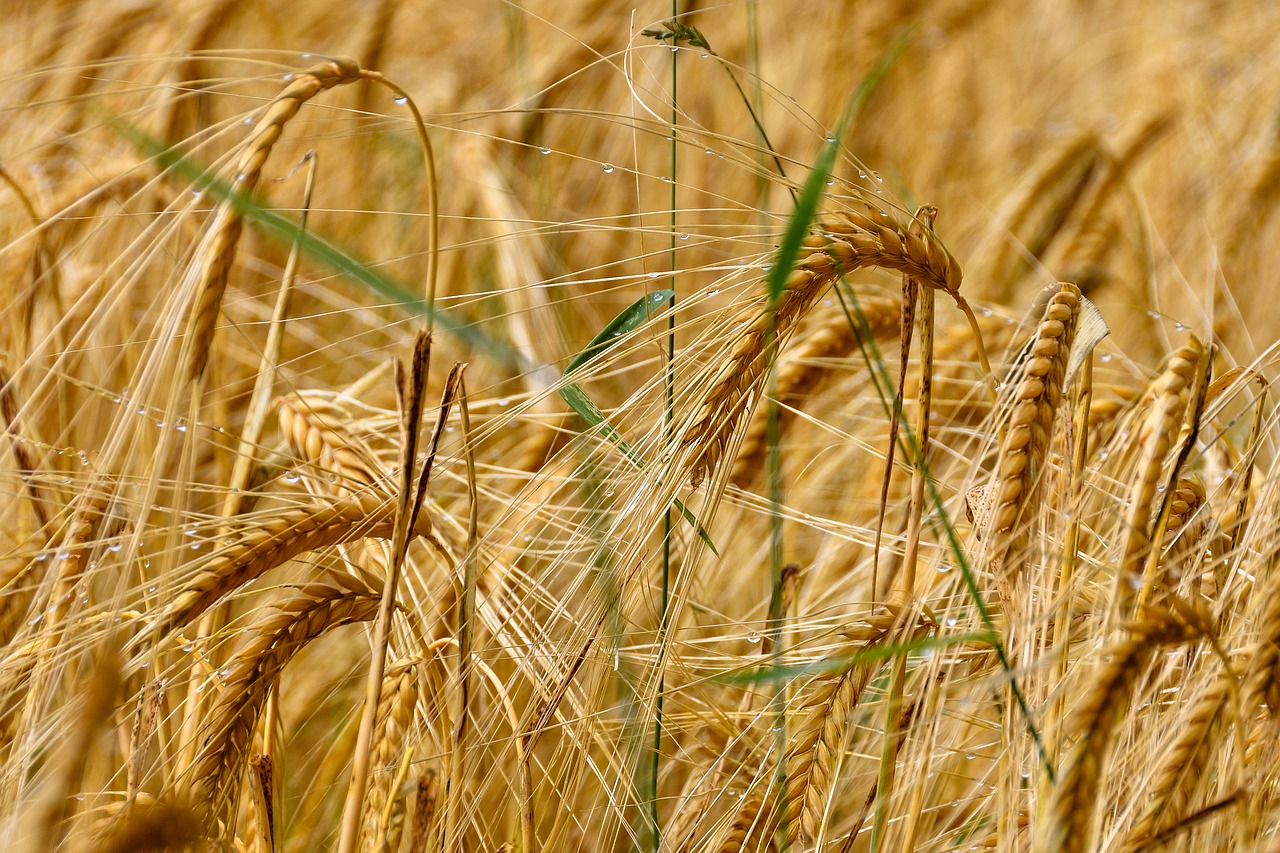 wheat cereals field free photo