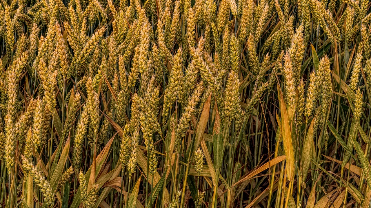 wheat grain field free photo