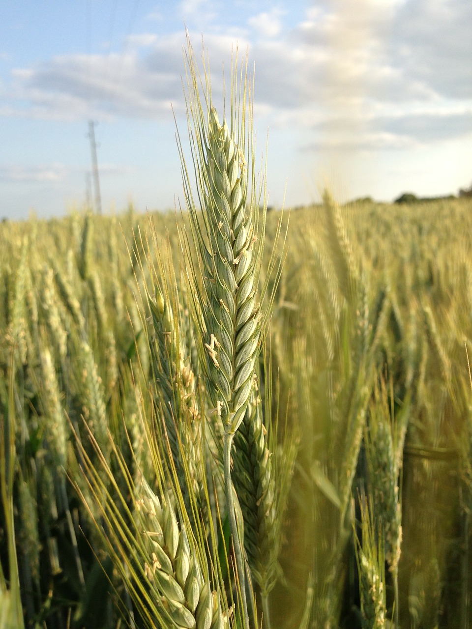wheat wheat field cereals free photo
