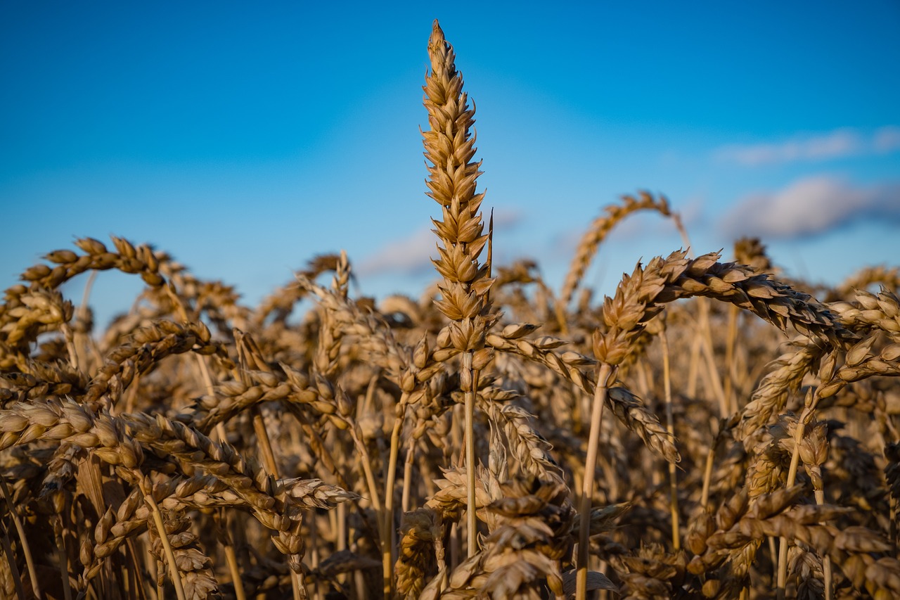 wheat grain cereals free photo