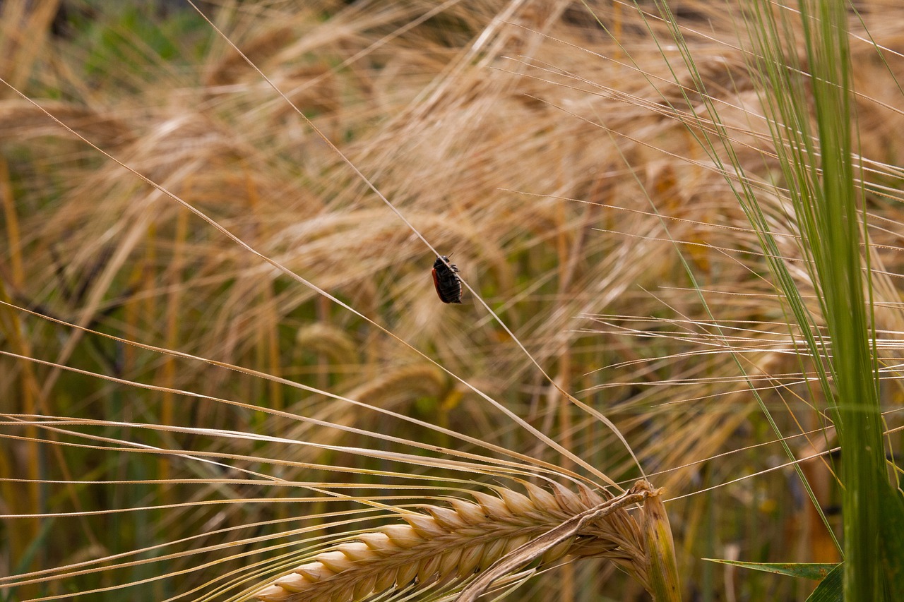wheat summer cultural landscape free photo