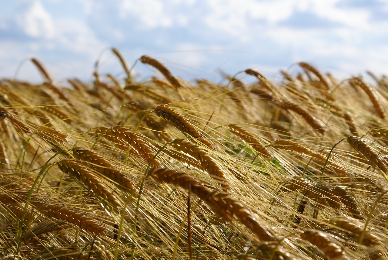 wheat field agriculture free photo