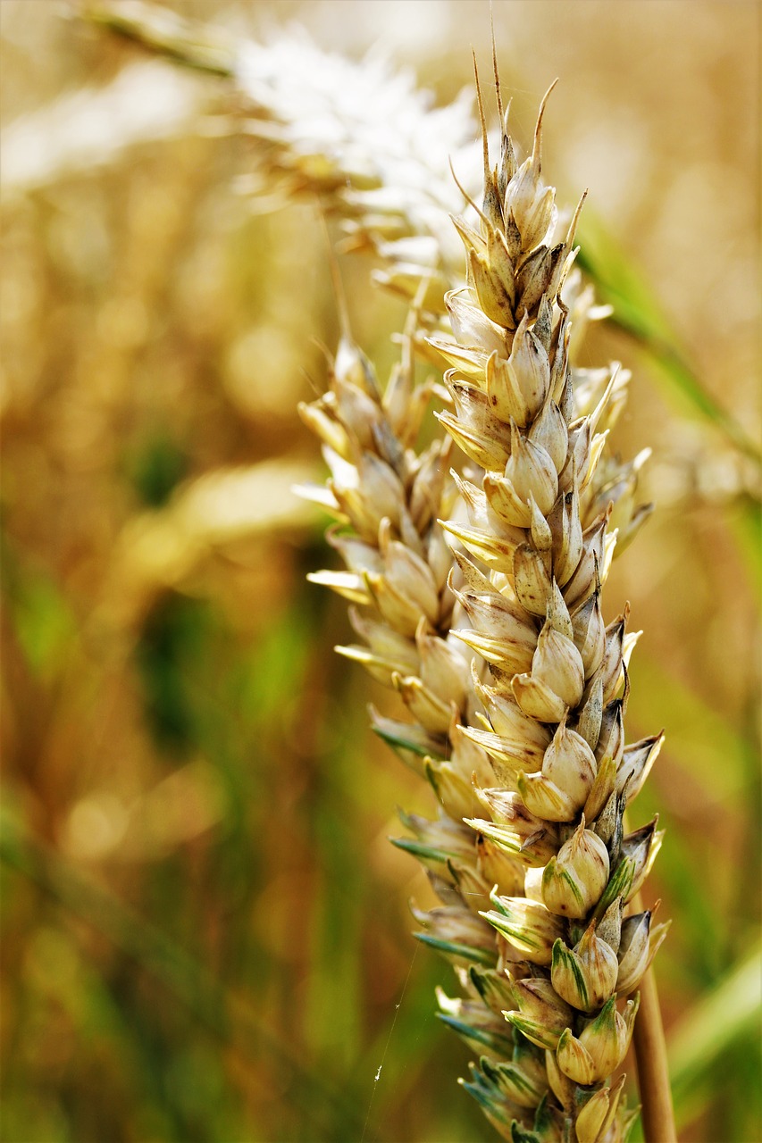 wheat field agriculture free photo