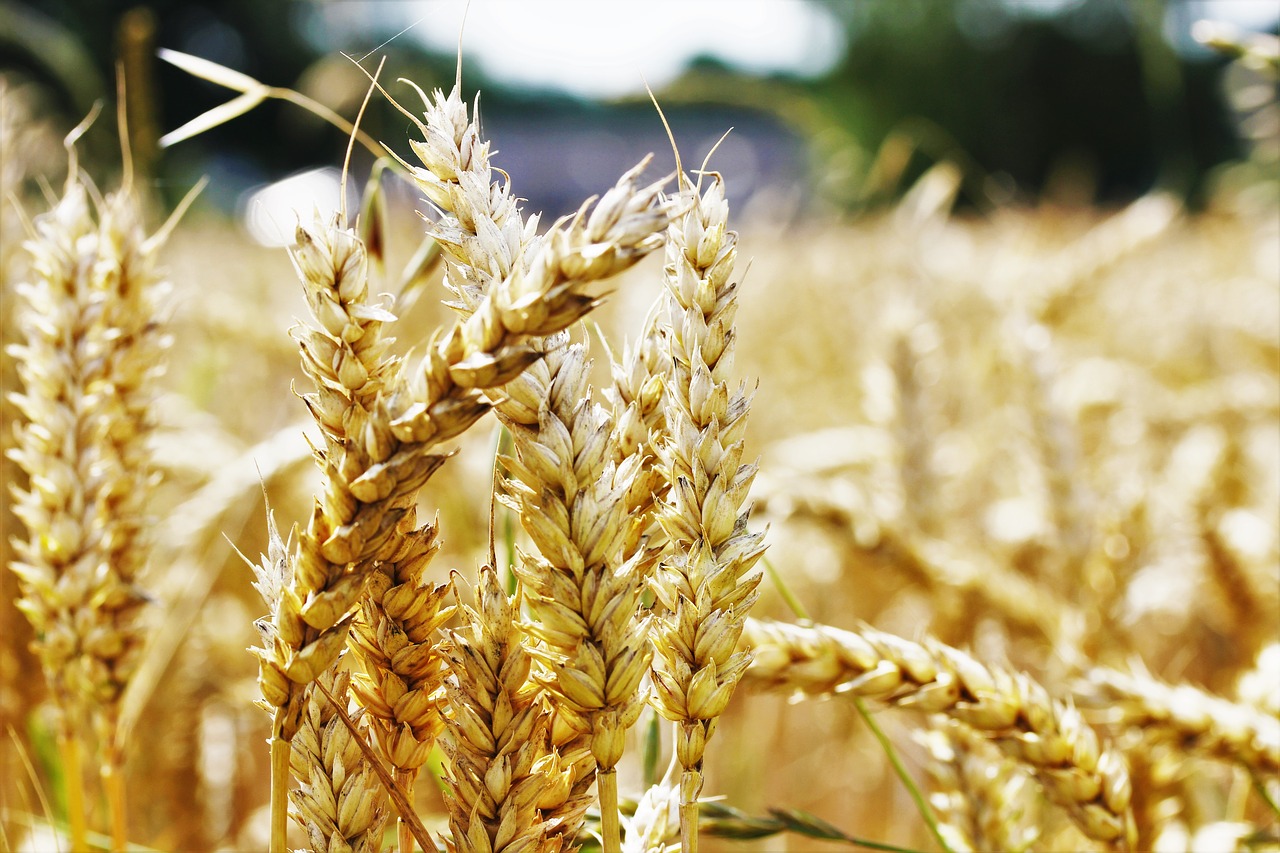 wheat field agriculture free photo