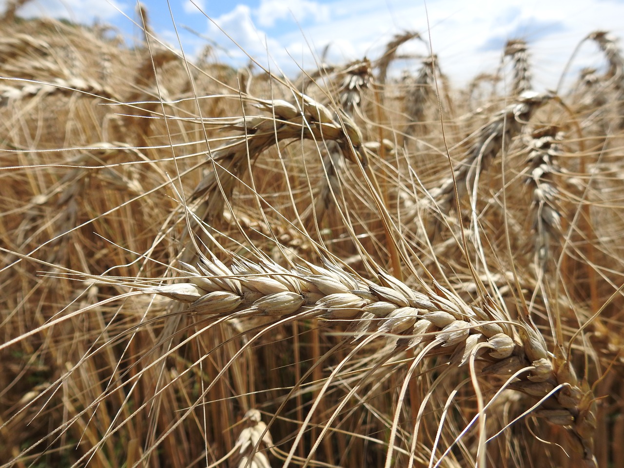 wheat agriculture cereals free photo