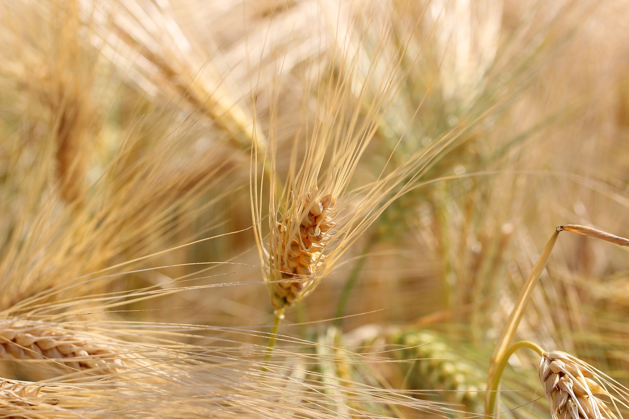 wheat field cereals free photo