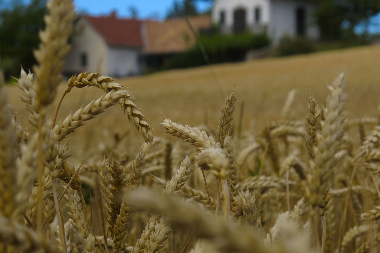 wheat background nearby free photo