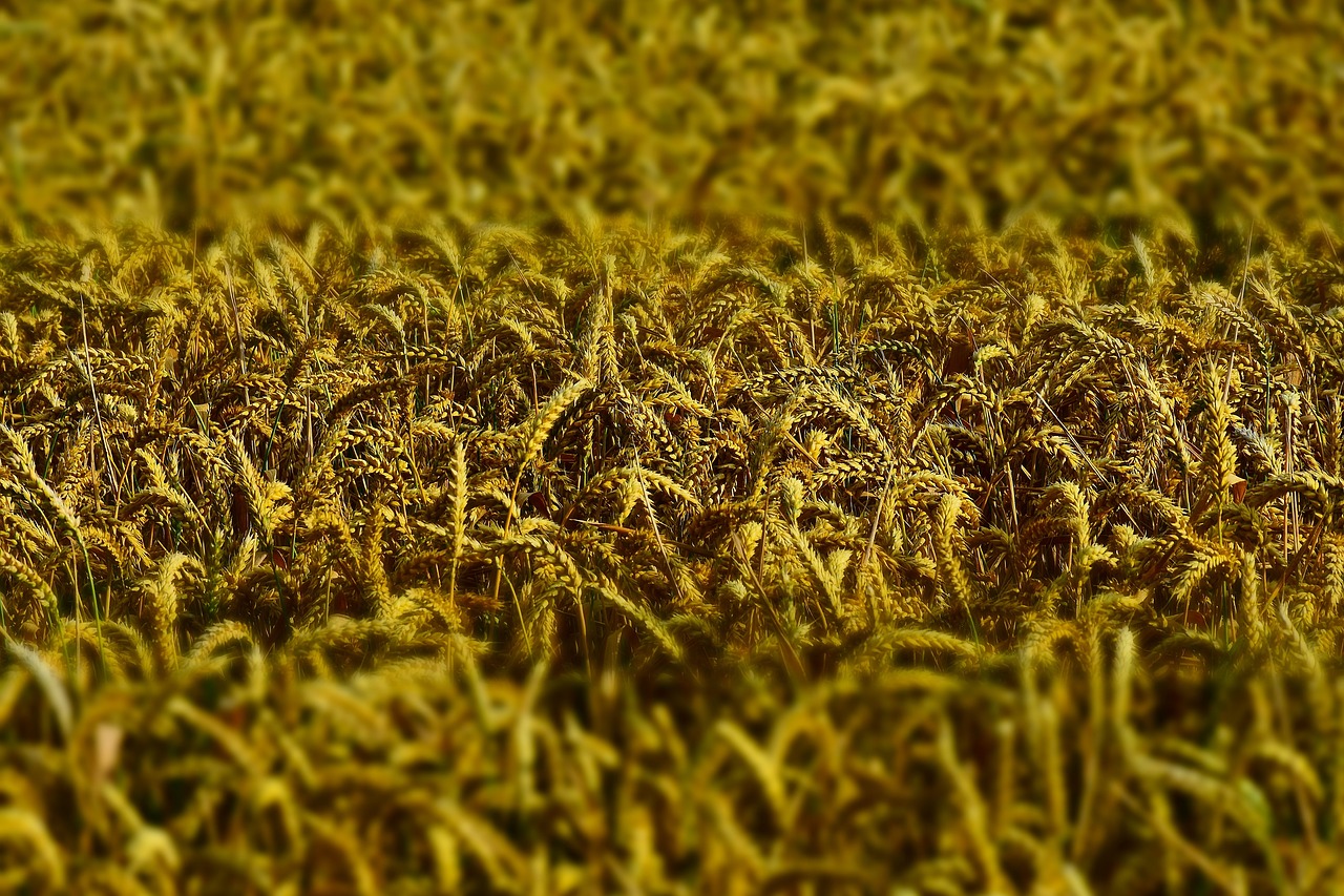 wheat wheat field wheat spike free photo