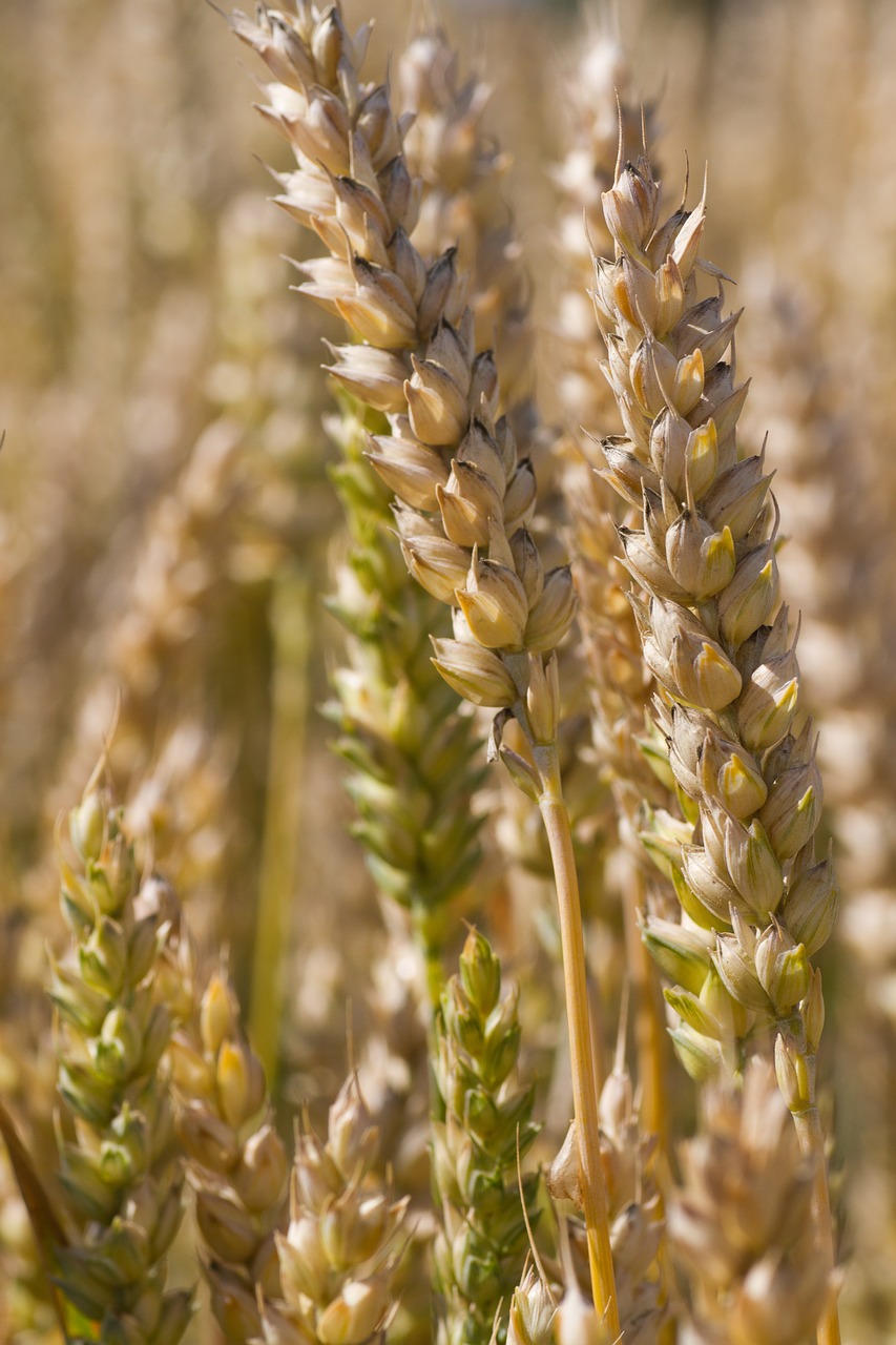 wheat crop agriculture free photo