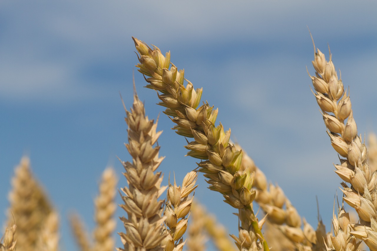 wheat crop agriculture free photo