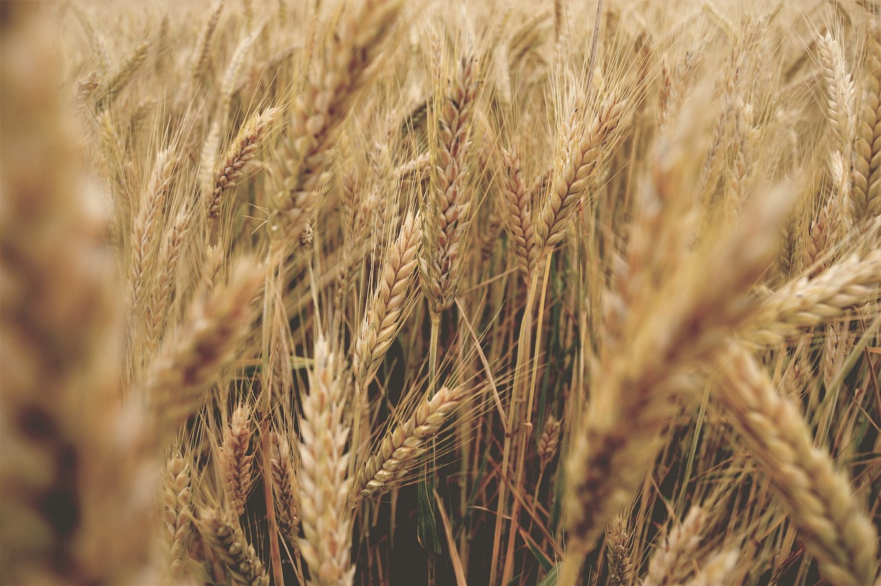 wheat go summer free photo
