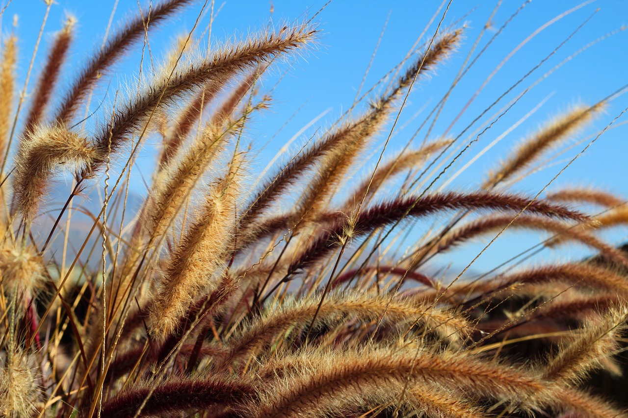 wheat grass fields free photo