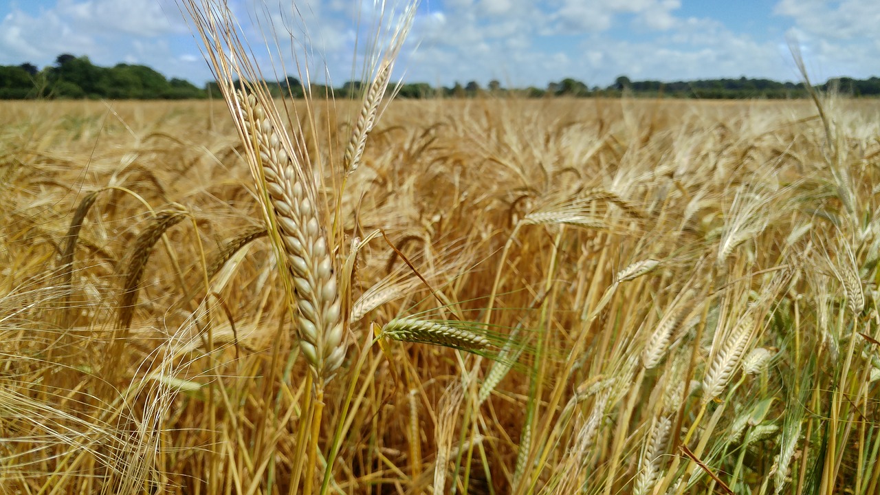 wheat cereal agriculture free photo