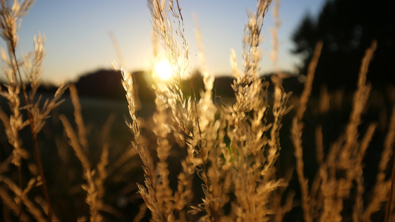 wheat sunset beautiful free photo