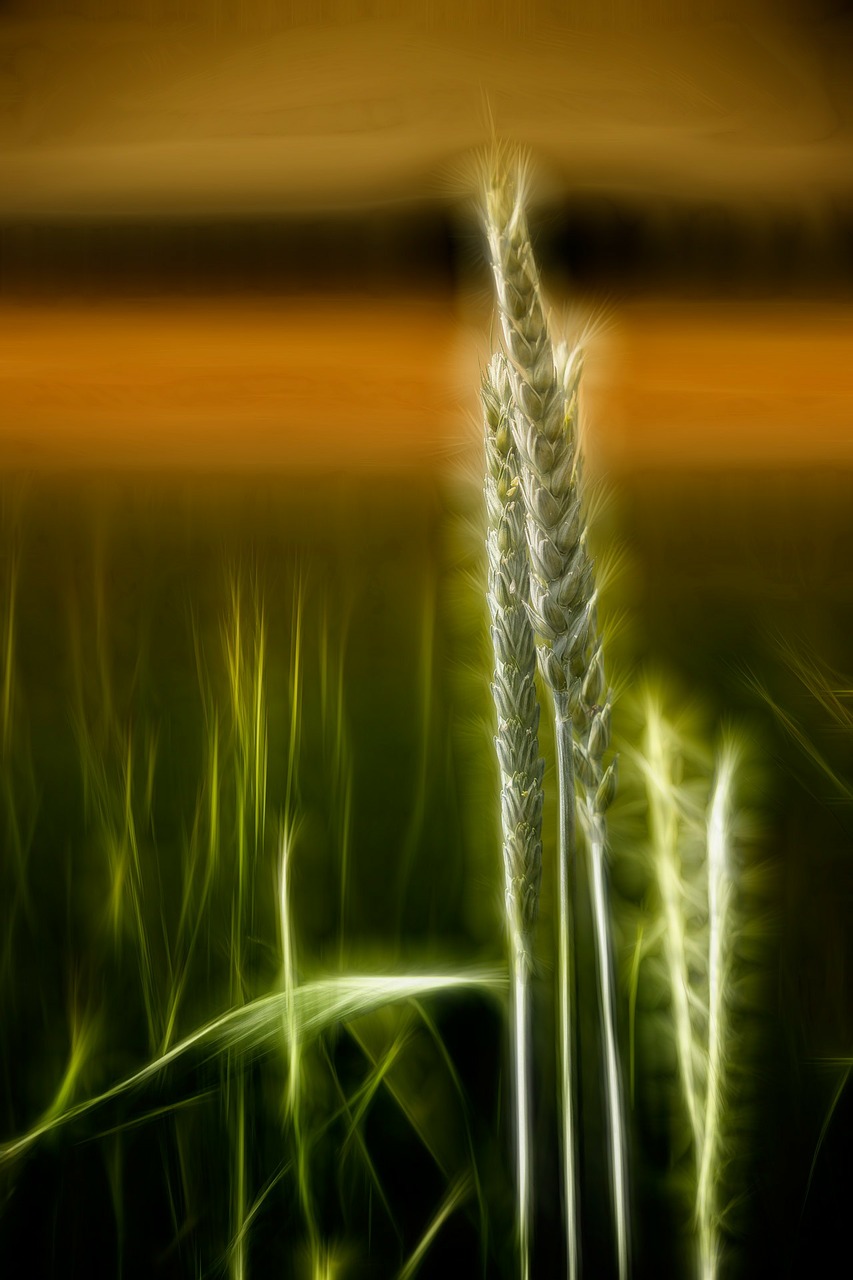 wheat cereals landscape free photo
