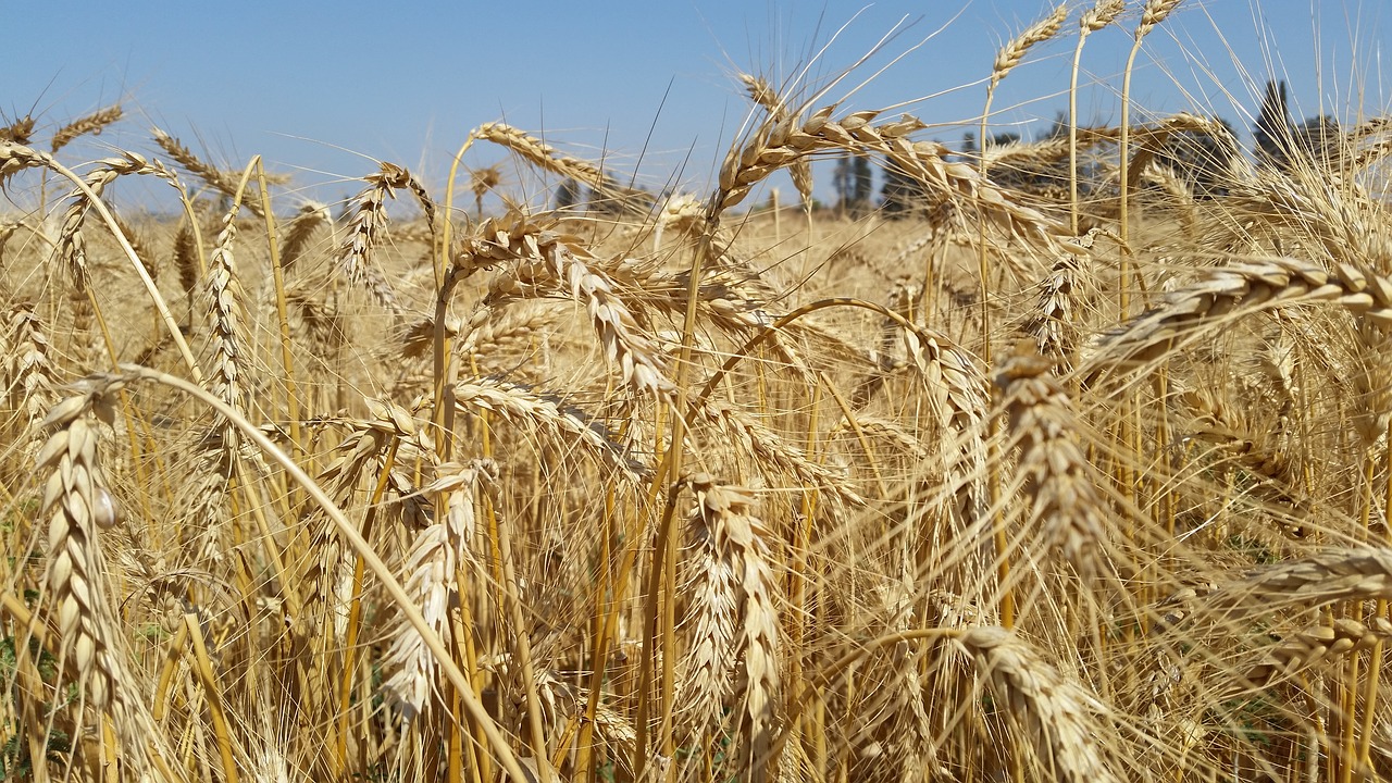 wheat yellow summer free photo