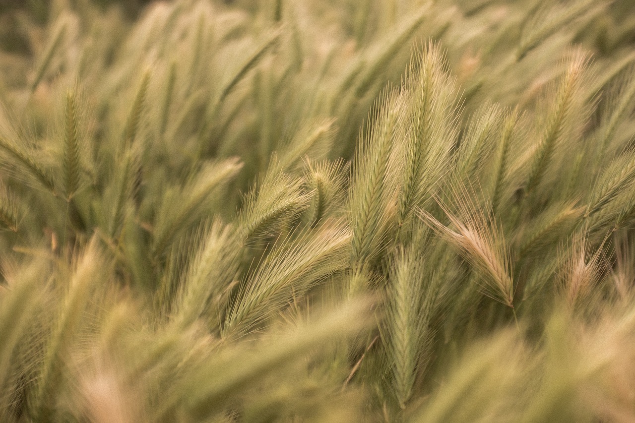 wheat plants farm free photo