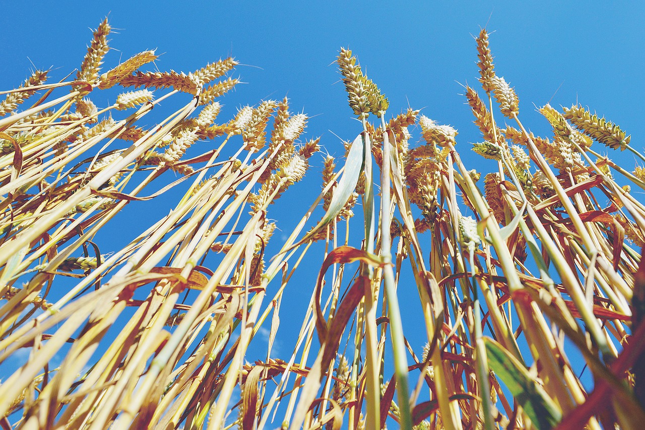 wheat plants agriculture free photo