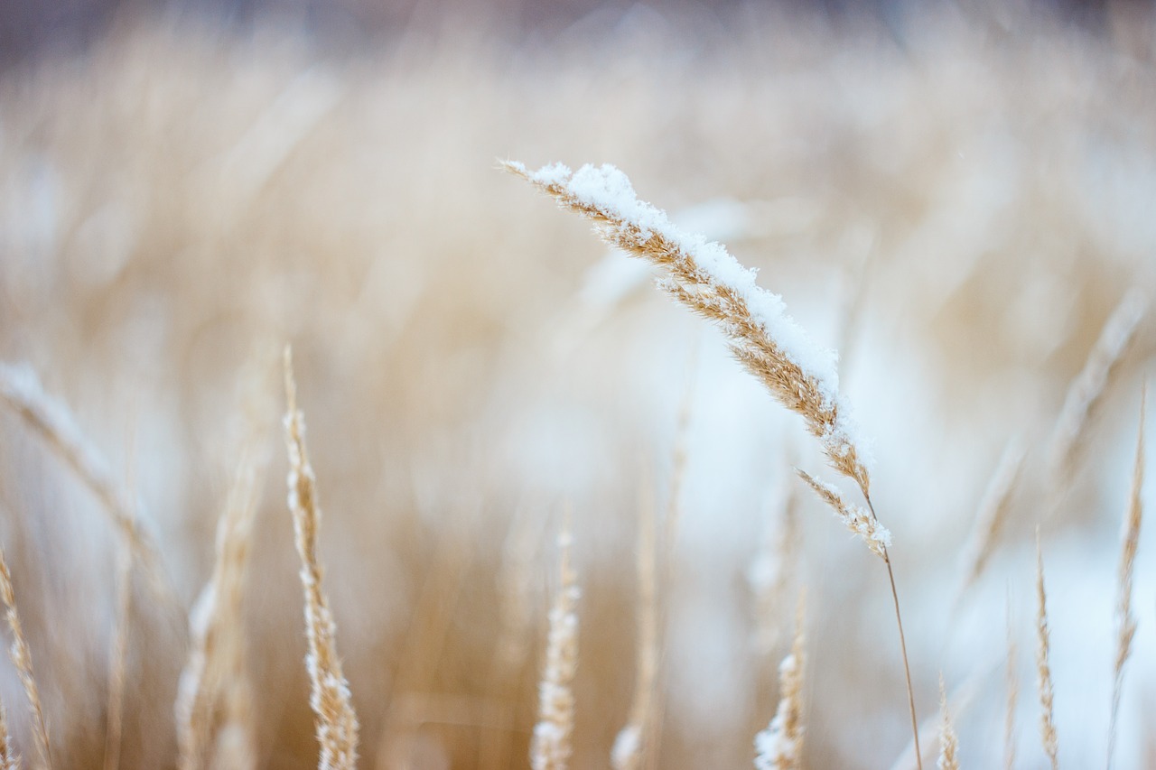 wheat plants field free photo