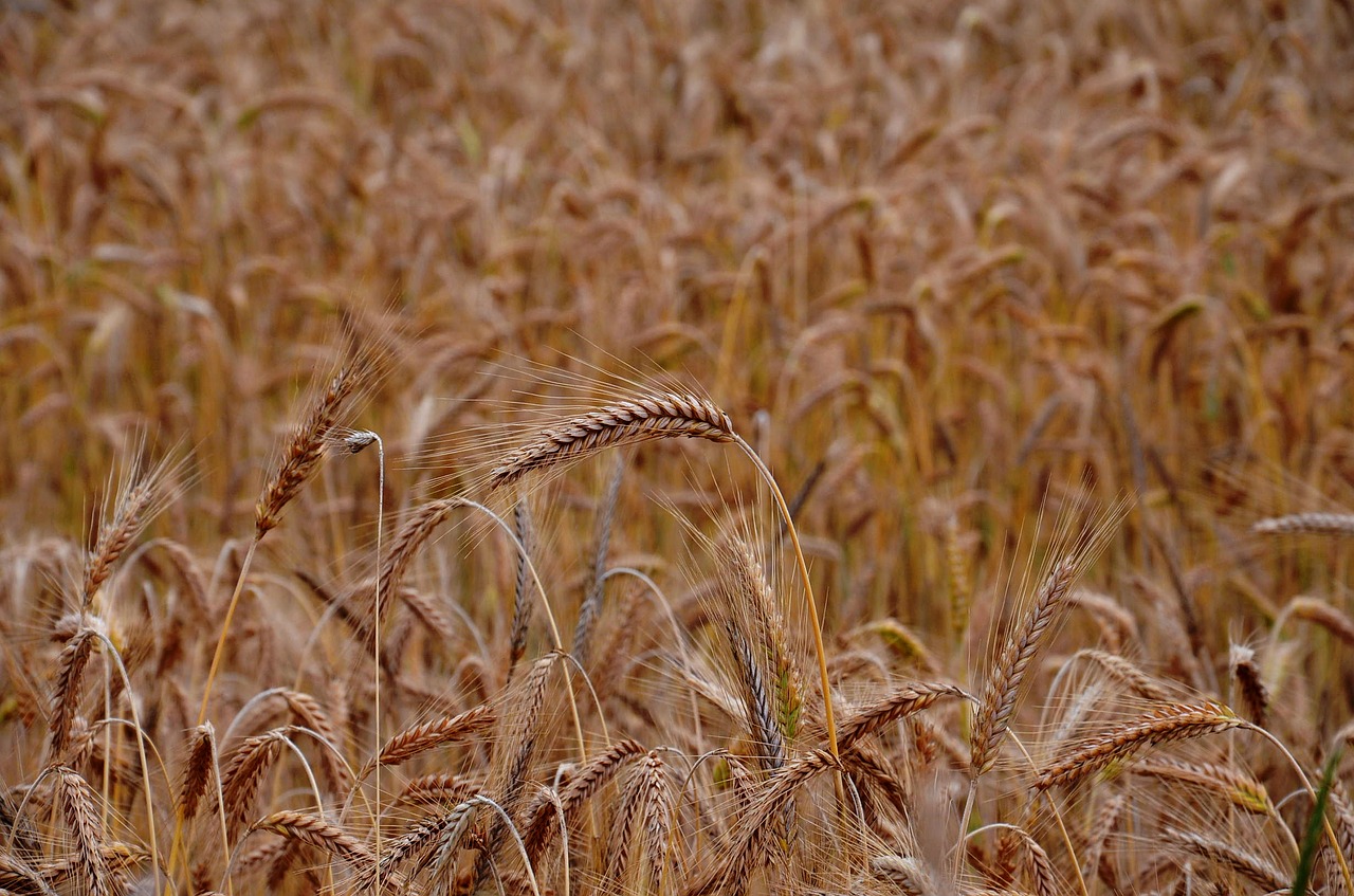 wheat grains crops free photo