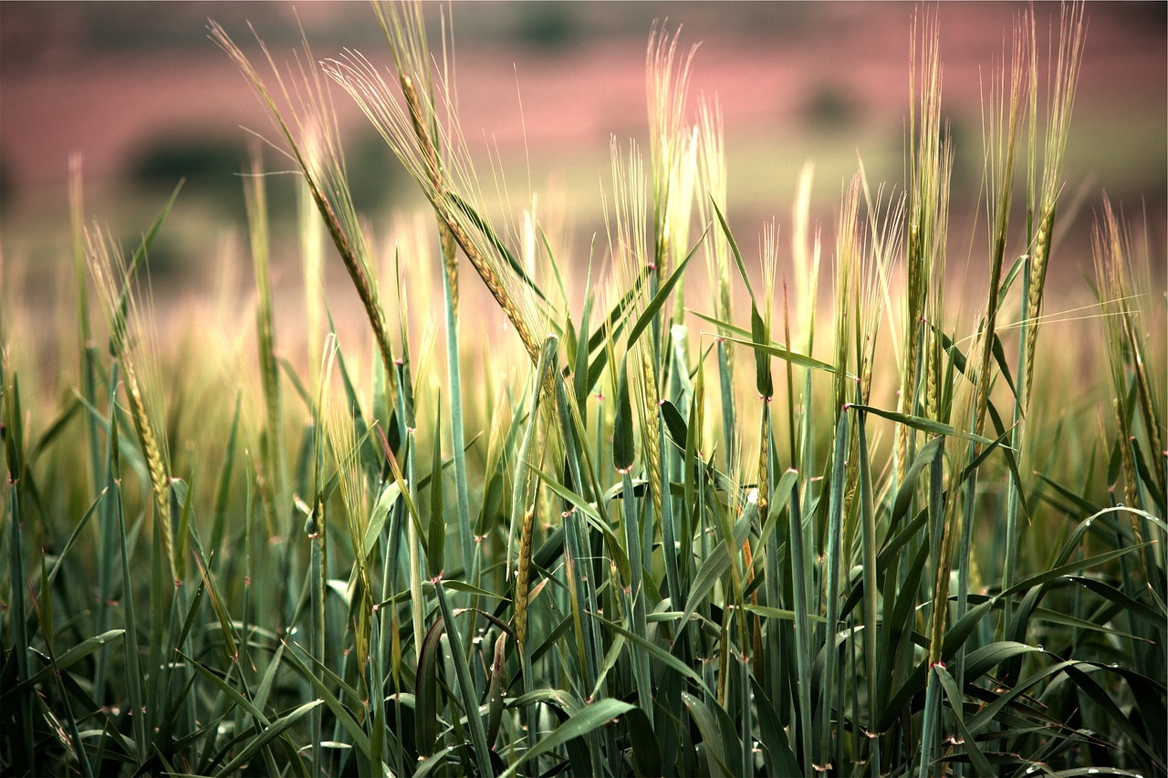 wheat plants crops free photo