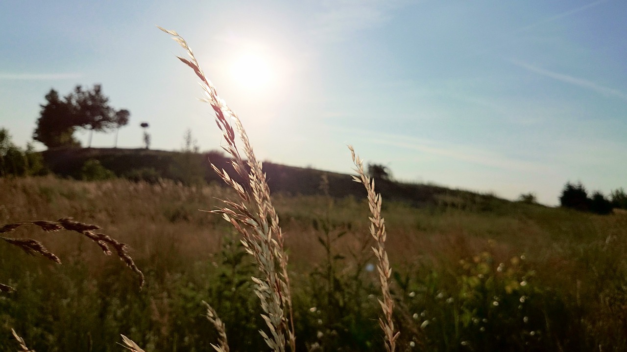 wheat plants fields free photo