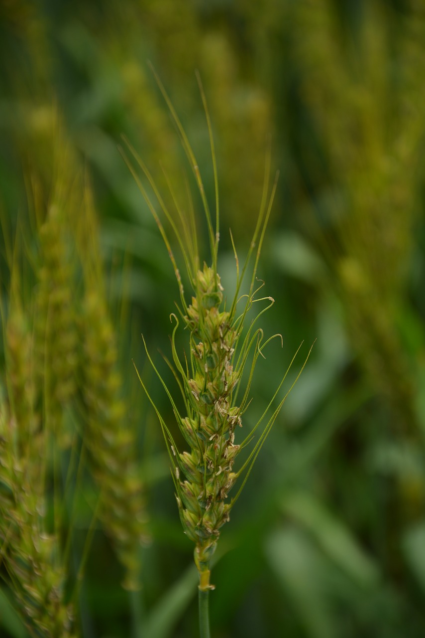 wheat green static free photo