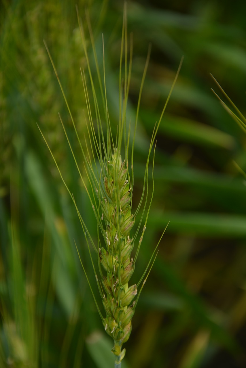 wheat green static free photo