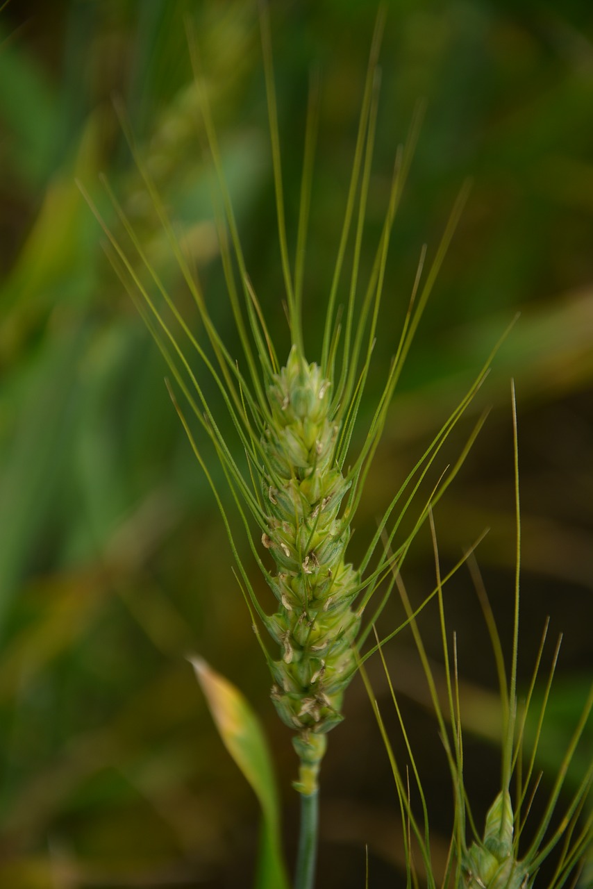 wheat green static free photo