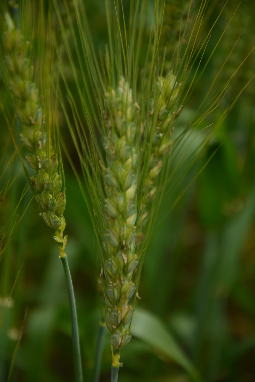 wheat hope free pictures free photo