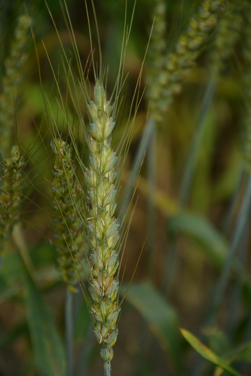 wheat green free pictures free photo