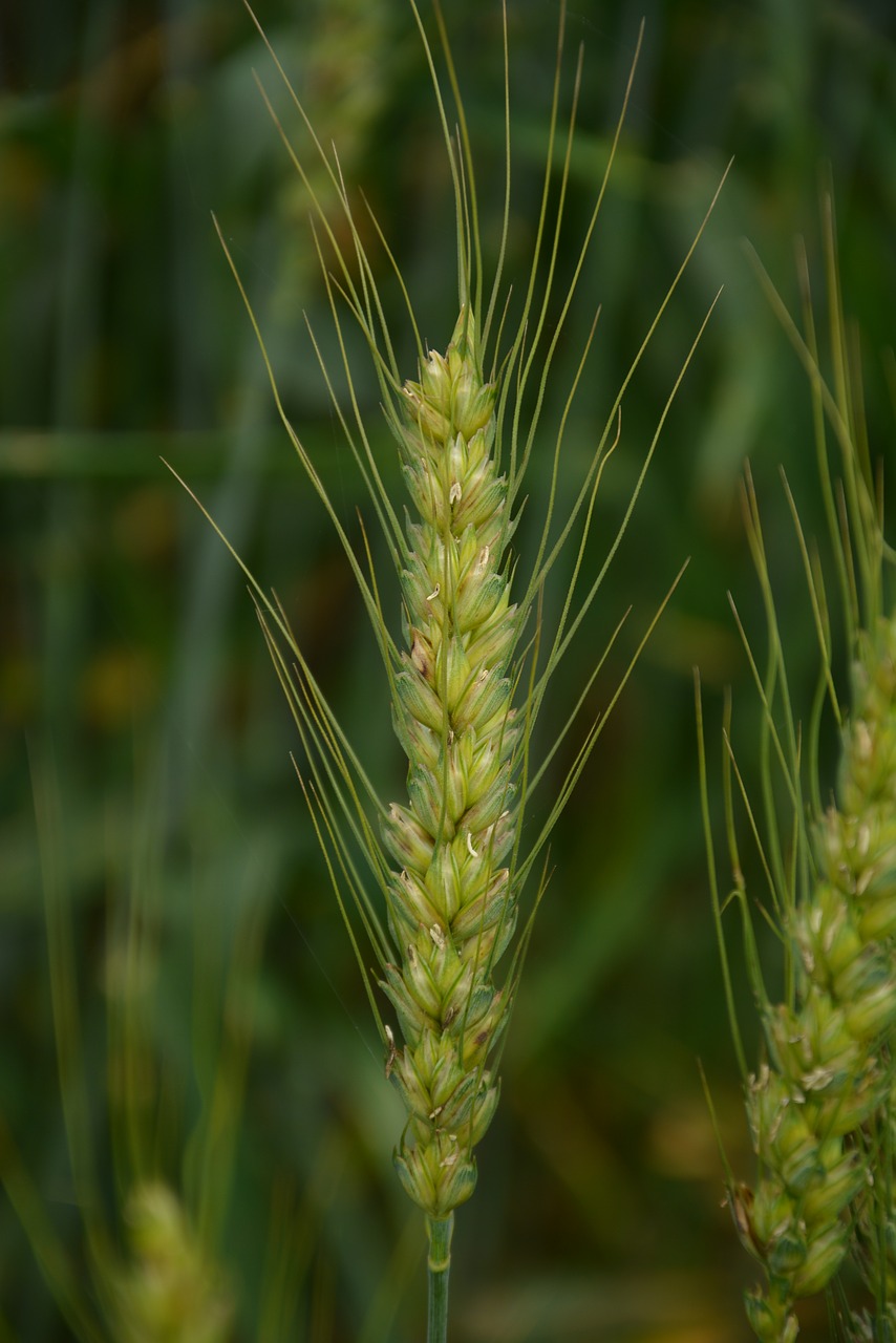 wheat green free pictures free photo