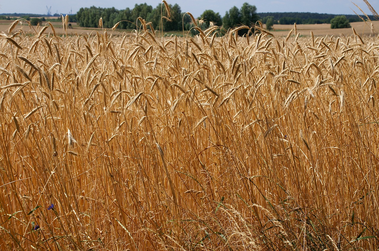 wheat field grain free photo