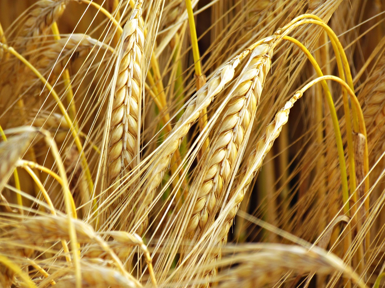 wheat field fief free photo