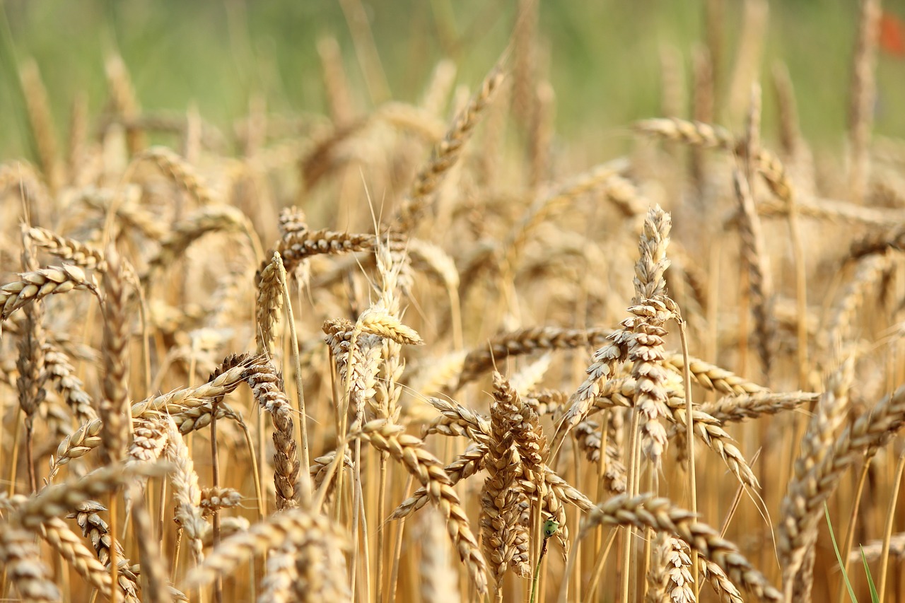 wheat field nature free photo