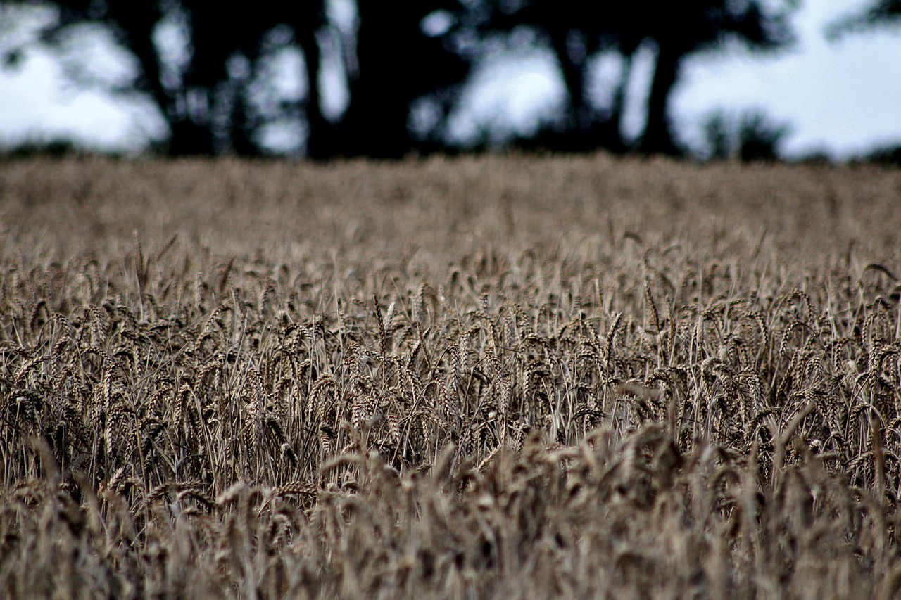 wheat field farmer free photo