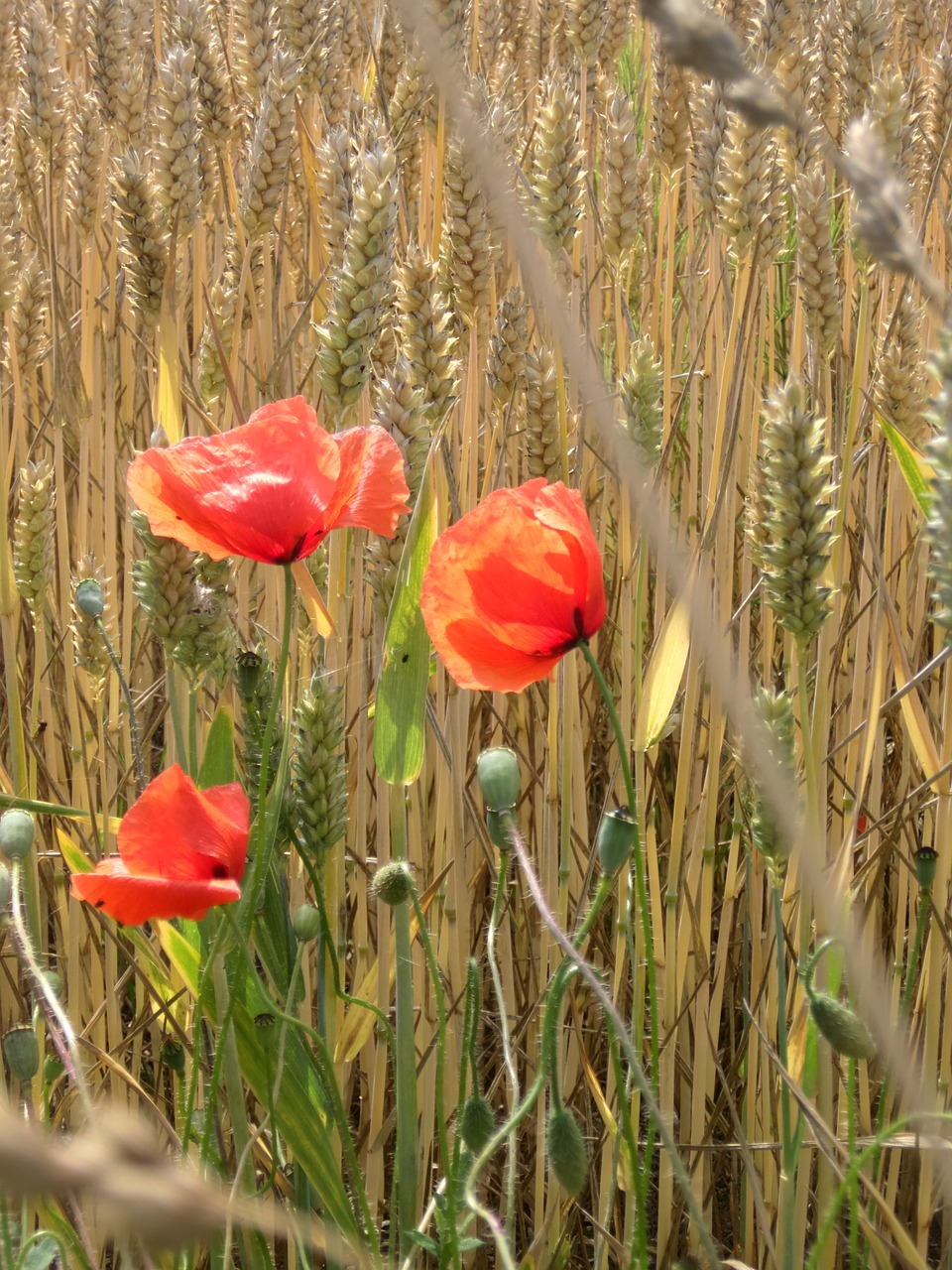 wheat nature red poppy free photo