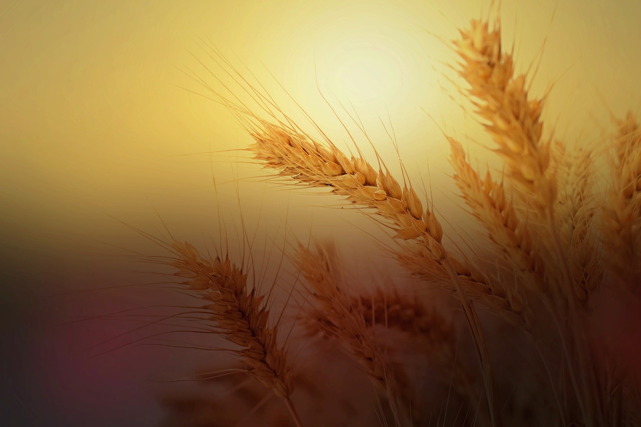 wheat ear wheat field free photo