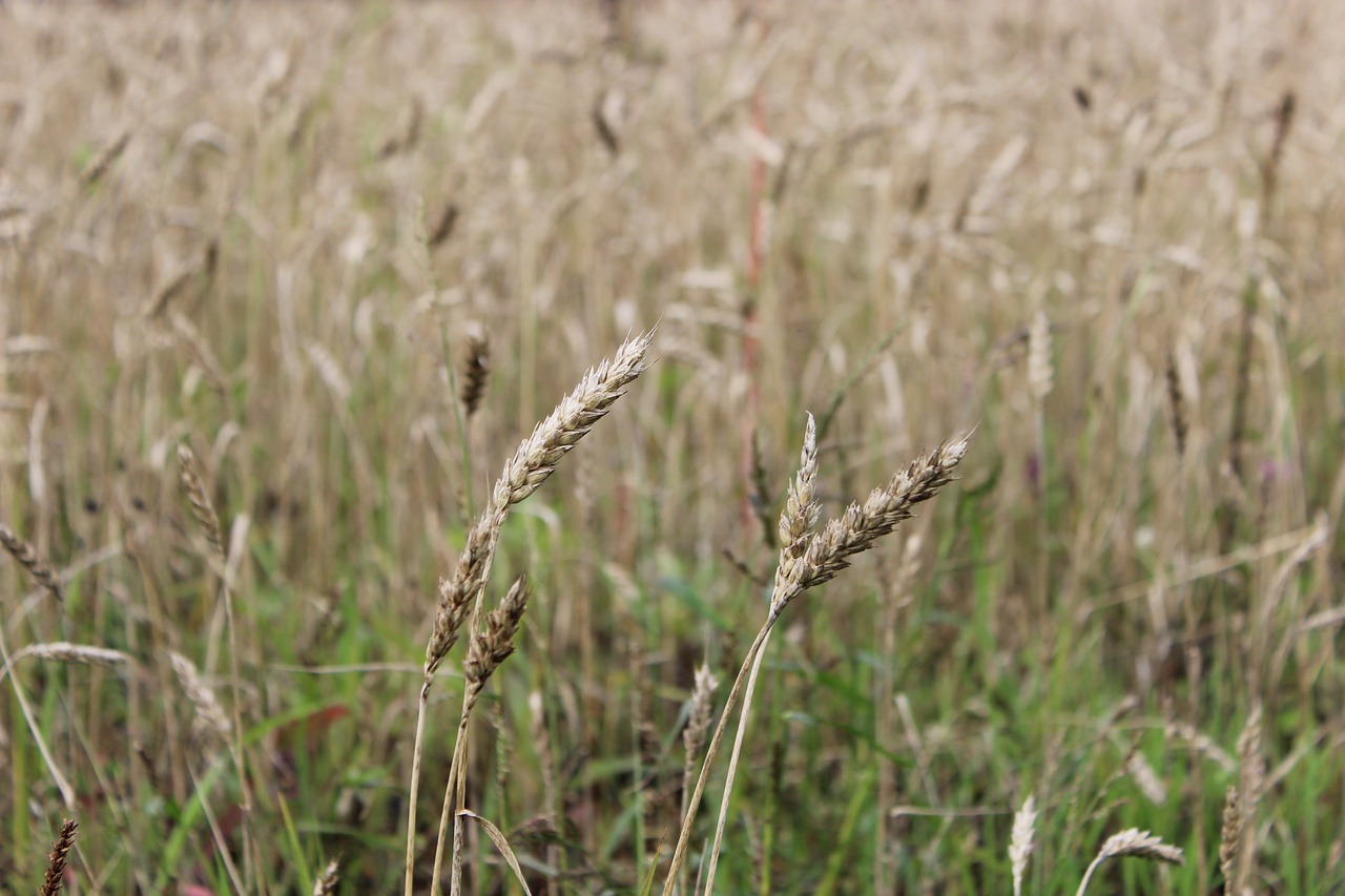 wheat field nature free photo