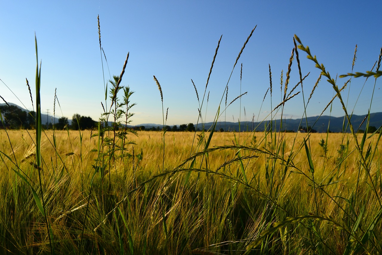 wheat rieti field free photo