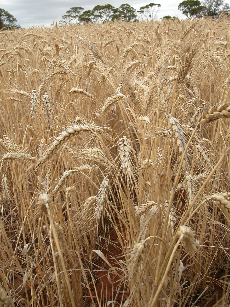 wheat wheat field cereal free photo