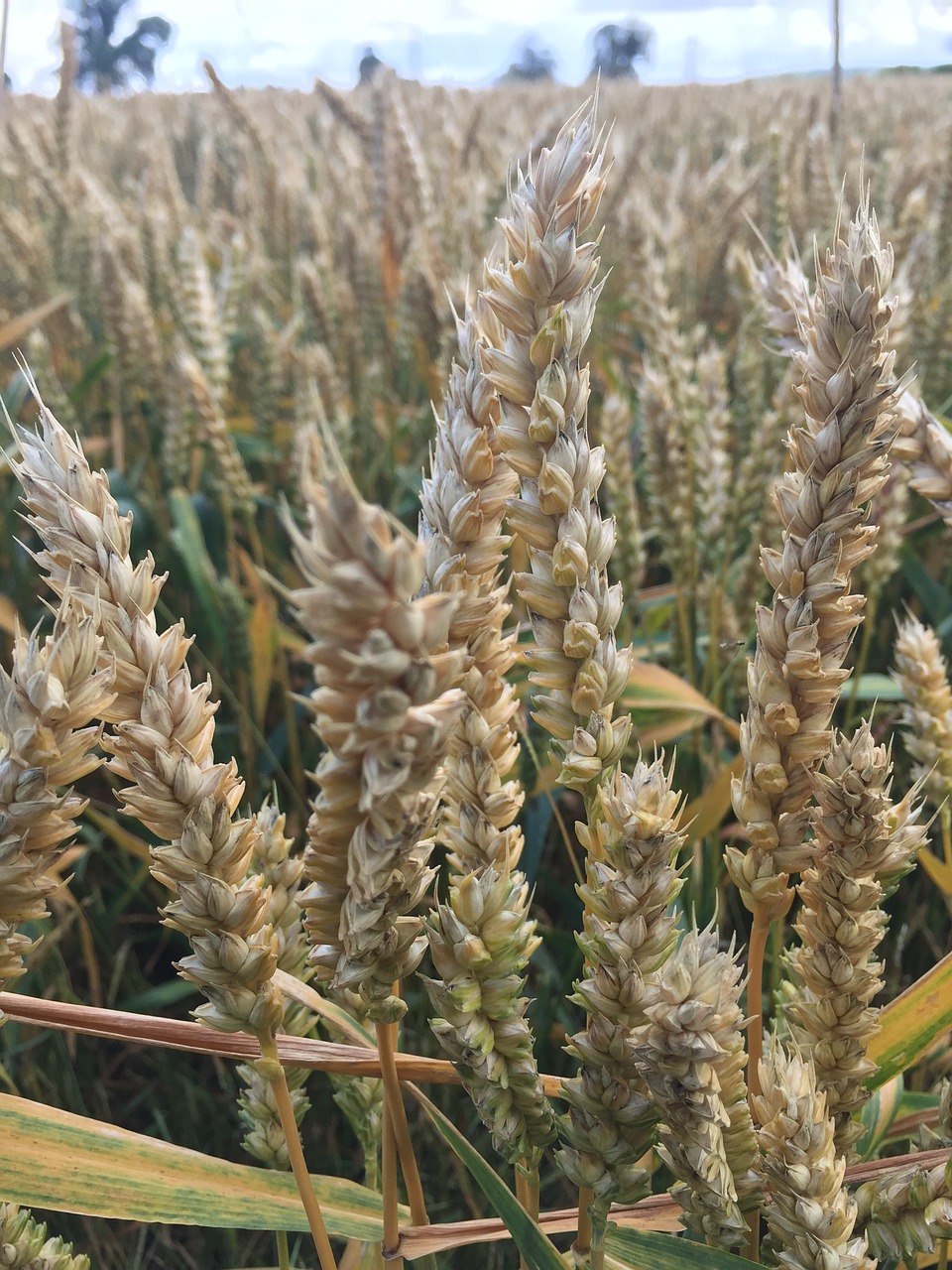 wheat field autumn free photo
